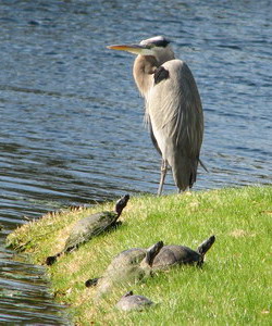 heron with turtles