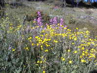 Flowers on Mont St Clair