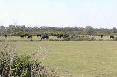 Black steers