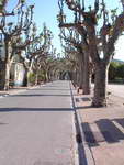 Pruned Plains trees in Viviers