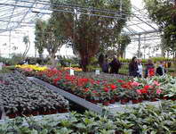 Garden of Eden greenhouse