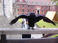 Tower of London - raven