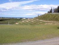 vineyards north of Napier