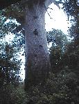 Tane Mahuta - Kauri  tree (Waipoua forest)