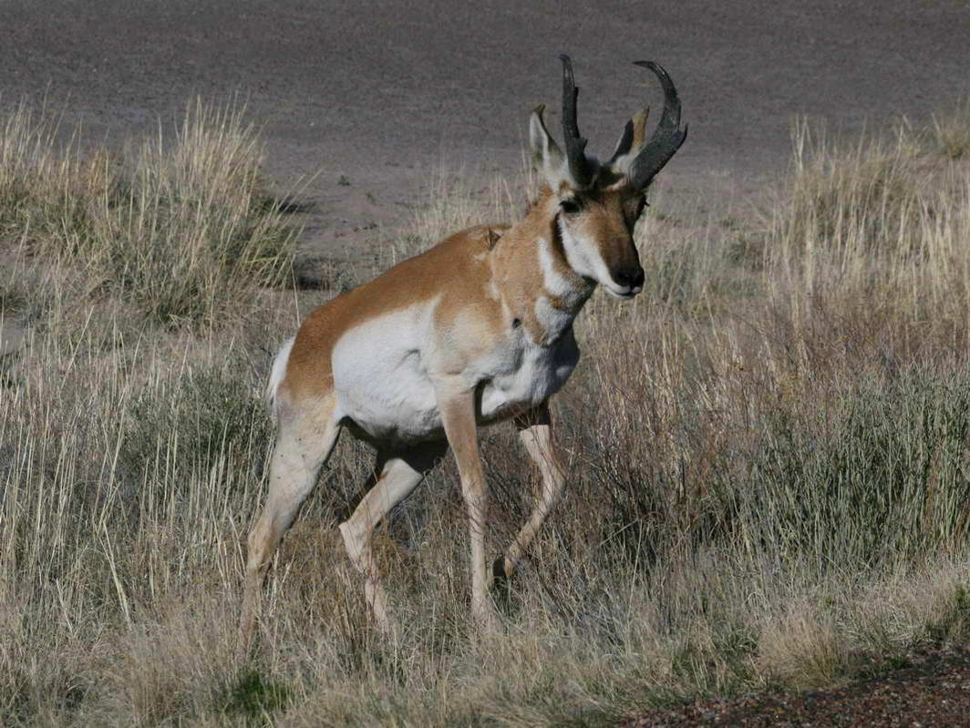 Pronghorn Antelope , Painted Desert