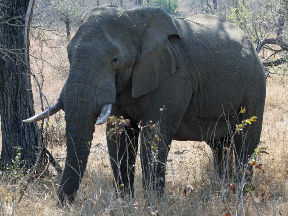 South Afria 2010 - Safaris