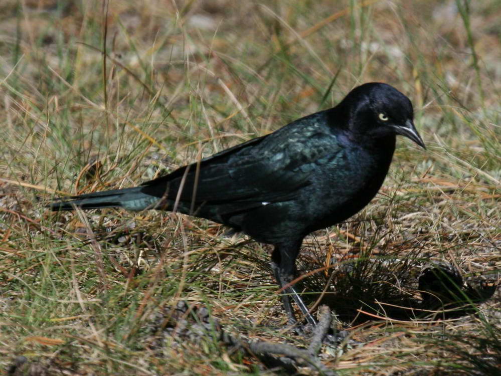 Yellowstone and more 2009 - Birds